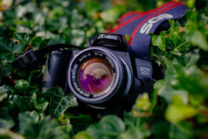 film camera resting on bush
